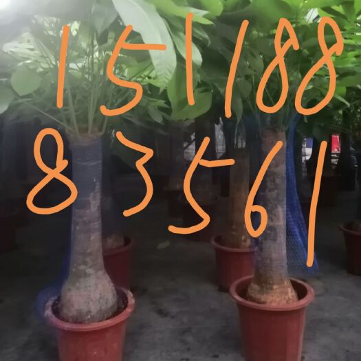 广州发财靓树 基地批发的，有需要关注我