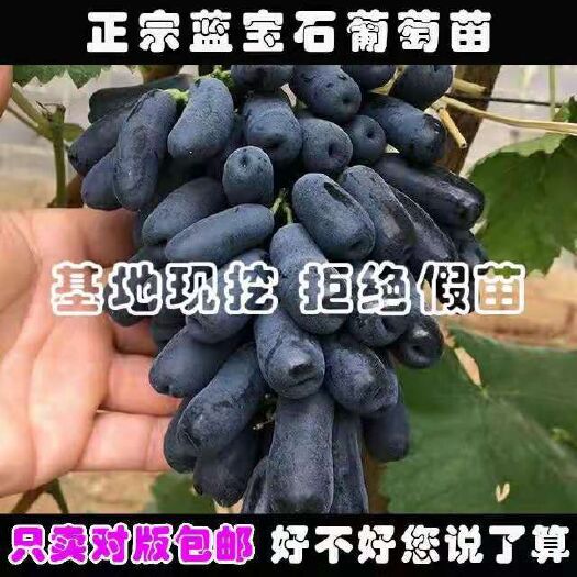 平邑县 嫁接蓝宝石葡萄苗 包纯度 包成活 当年挂果   可签合同