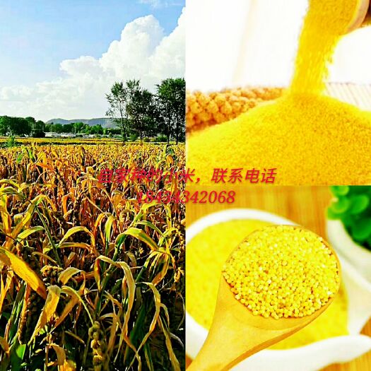 和顺县 自己家种的小米，米粒均匀、饱满、胶质浓厚