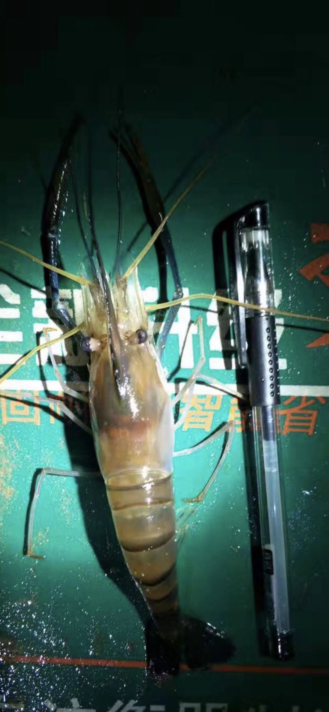 钦州罗氏虾 自养罗氏沼虾，规格12头，有4-5万斤，坐标广西钦州，