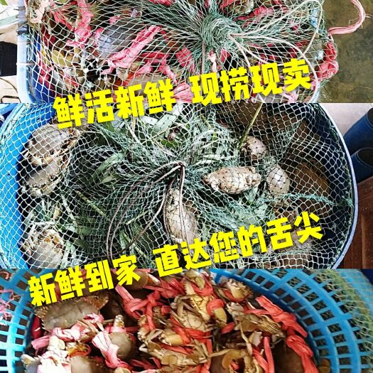 珠海 正宗珠海本地青蟹  鲜活大膏蟹  鲜甜肉嫩 可零售可批发