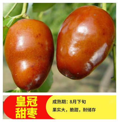 皇冠甜枣树图片