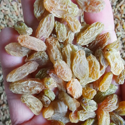 吐鲁番 新疆特产吐鲁番市无核白葡萄干