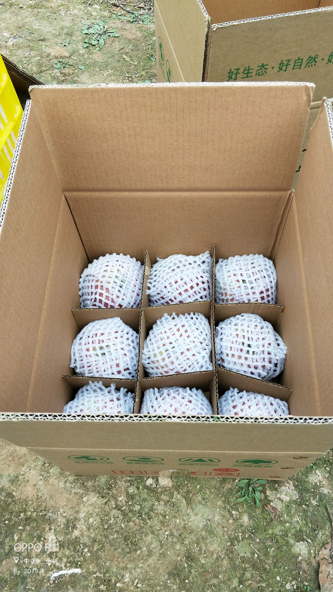  甘肃会宁自家喝过牛奶的红富士苹果，脆又甜