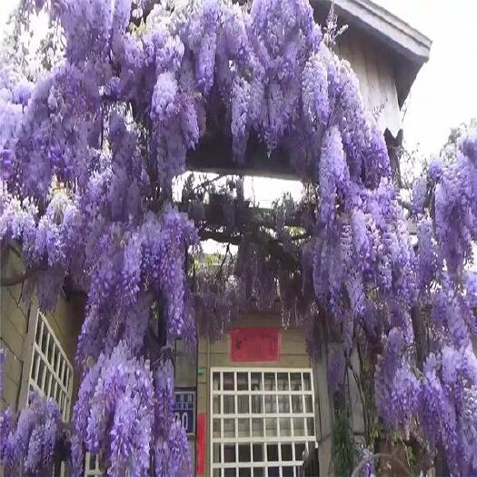 平邑县多花紫藤  紫藤花树苗紫罗兰凌霄四季开花，当年开花，包邮