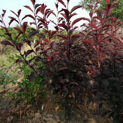 绛县矮樱 紫叶树苗庭院别墅园艺植物观赏树木种苗南北方四季易活