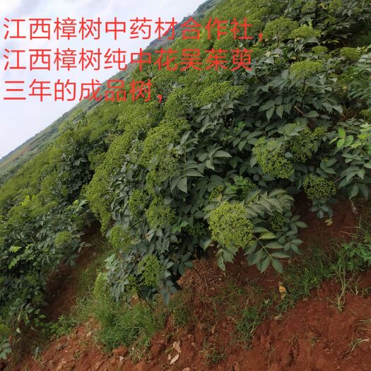 樟树市吴茱萸苗  江西樟树纯中花吴茱萸树苗，当年挂果，