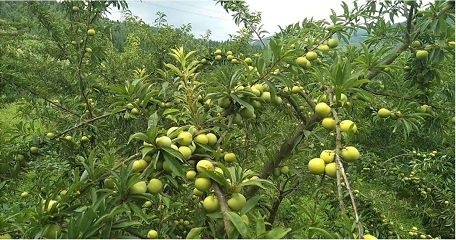 成都青李子苗 新品种超晚熟清泉蜜脆李