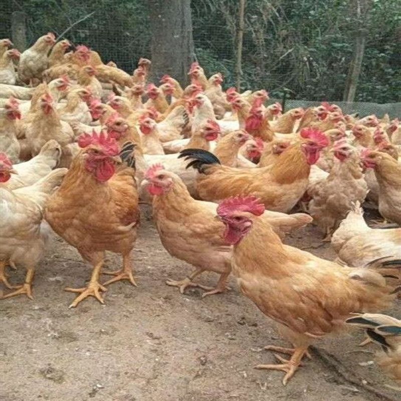 三黄鸡苗 ，土三黄