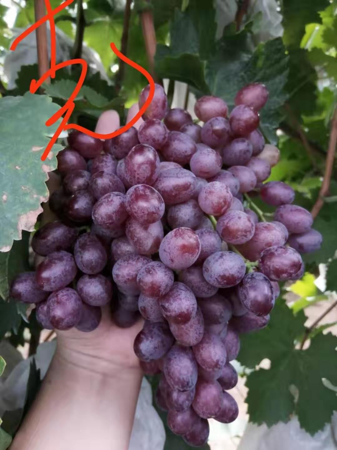 克瑞森无核葡萄 冷库的克瑞森葡萄来了