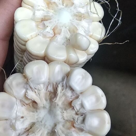 献县黏香玉玉米 大量种植户供应鲜食