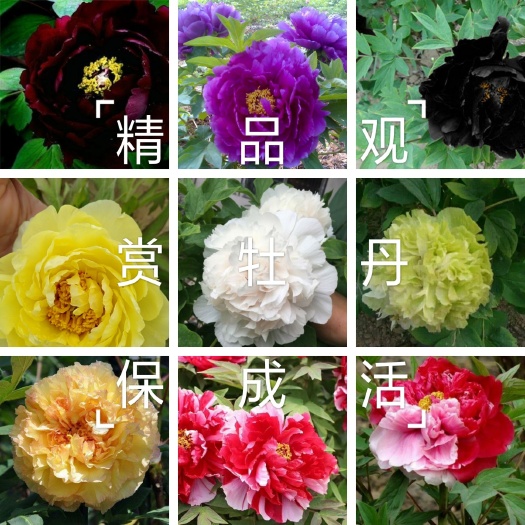 观赏牡丹,黑牡丹,绿牡丹,黄牡丹,红牡丹,紫牡丹,白牡丹等