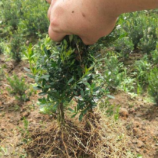 漳平市小叶黄杨苗 雀舌中叶黄杨盆景树材