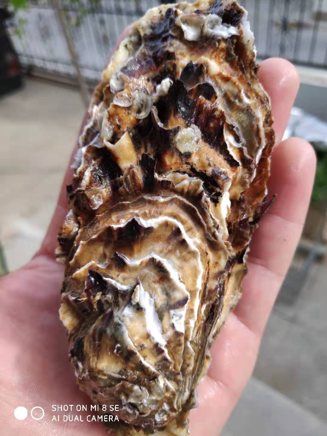  乳山各种型号牡蛎1－2，2+，2.5+，3－4，4两