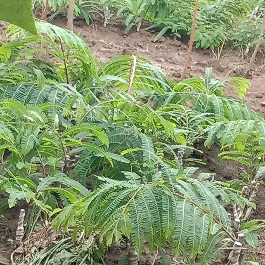 永平县青橄榄苗