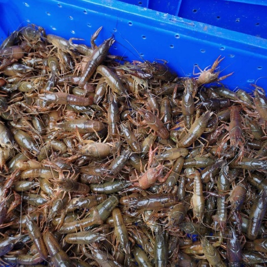 重庆市 虾苗 杂交小龙虾苗  个大肉肥  提供养殖技术