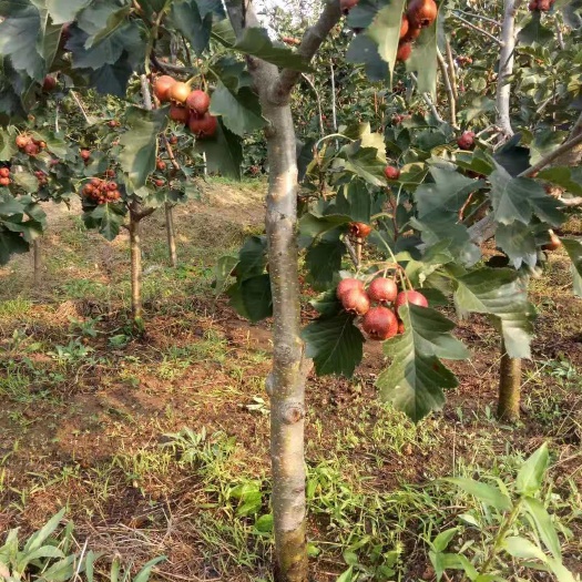 营口山里红山楂树苗 出售山楂树4-----7公分粗。