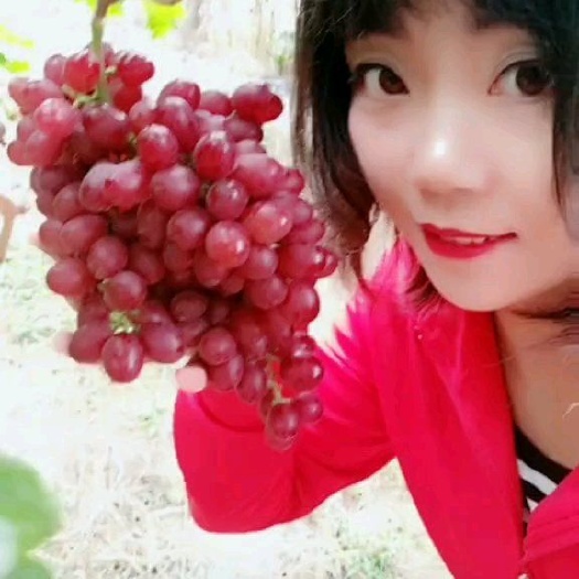 富平县 克伦生小葡萄