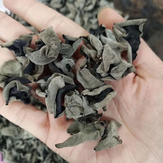 安国市东北秋耳黑木耳云耳500克包邮秋木耳炒菜批发