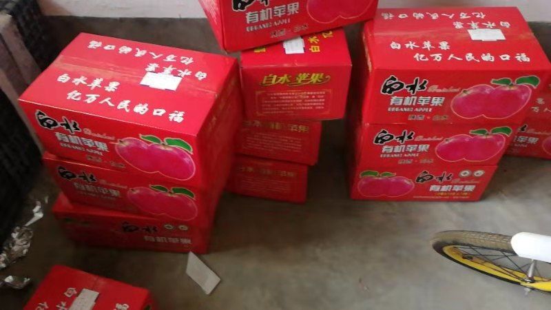 白水县 白水苹果亿万人民的口福