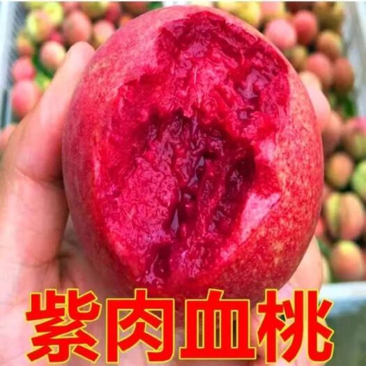 平邑县 血桃苗 放心苗 保纯度保成活 现挖现发 基地发货