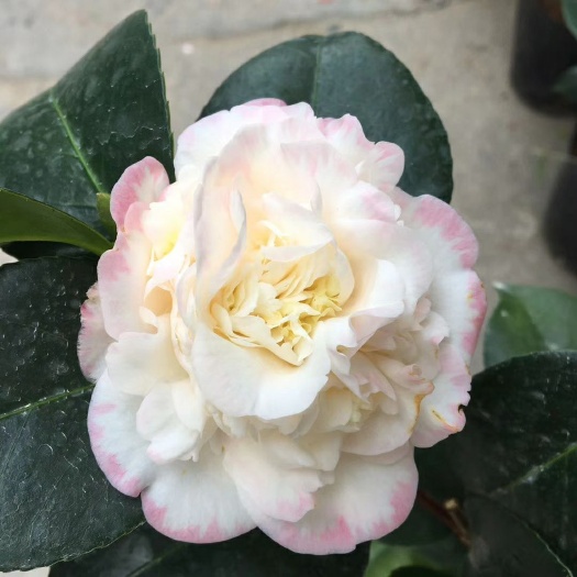 漳平市 名贵品种茶花：宽彩带 带花苞开品不一产地发货快递包邮