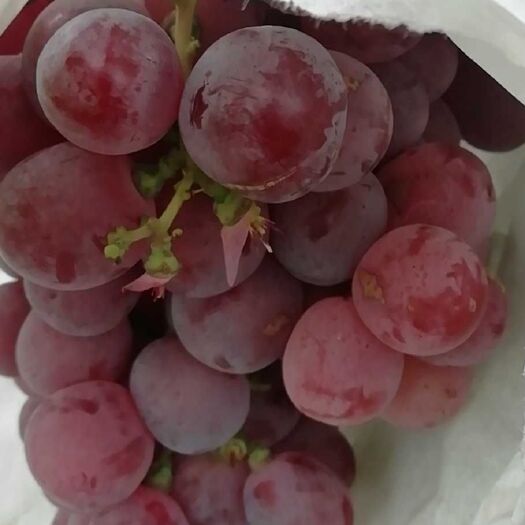  陕西红提葡萄