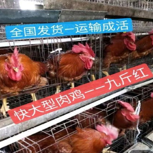 南宁 九斤黄鸡苗—快大型肉鸡苗—九斤红苗，全国发货，包运输成活