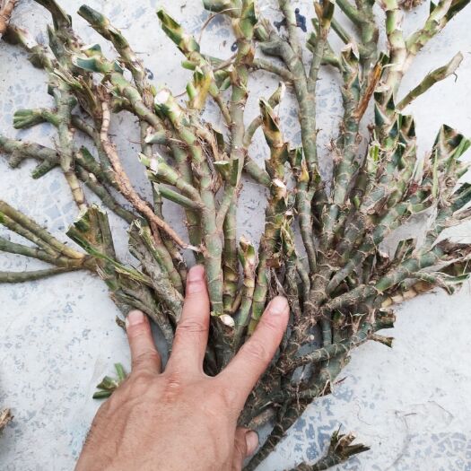重庆市 纯 石菖蒲 现货