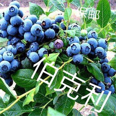 平邑县 蓝莓苗，优质伯克利蓝莓品质好个头大产量高适应性强基地直销