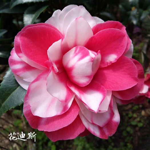 漳平市 名贵品种茶花：花迪斯 高100公分左右，冠幅45公分左右