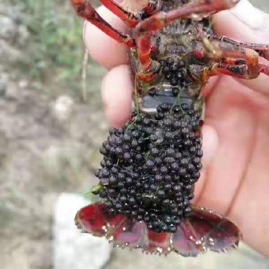 开江县 虾苗 虾种  杂交小龙虾苗 提供技术指导