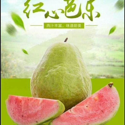 灵山县 红心芭乐番石榴苗各品种番石榴苗
