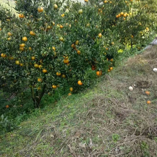 顺昌县 顺昌芦柑