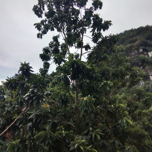 南宁有大量金蒲桃成年树出售