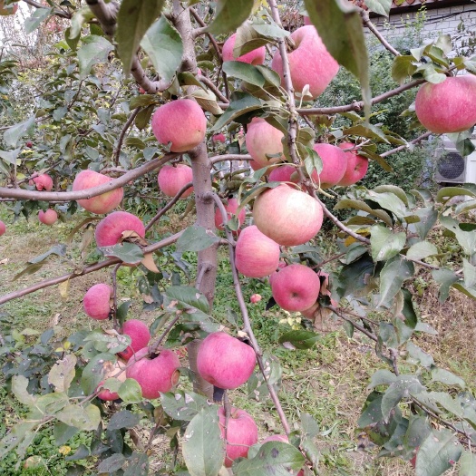 沈阳 寒富苹果，大量出售！果质好！