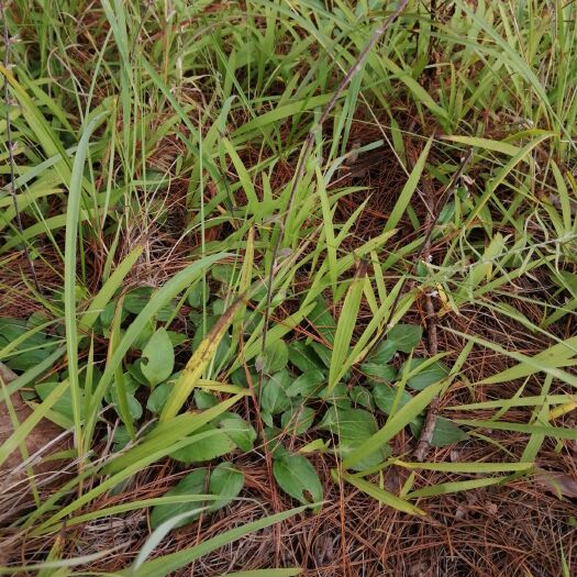 永平县紫花白芨苗 野生白芨种苗