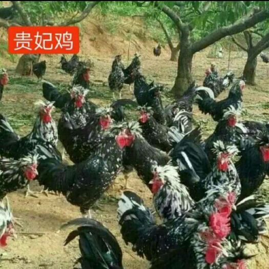 南宁 贵妃鸡苗，质量保证，包运输成活，包打疫苗孵化器直销