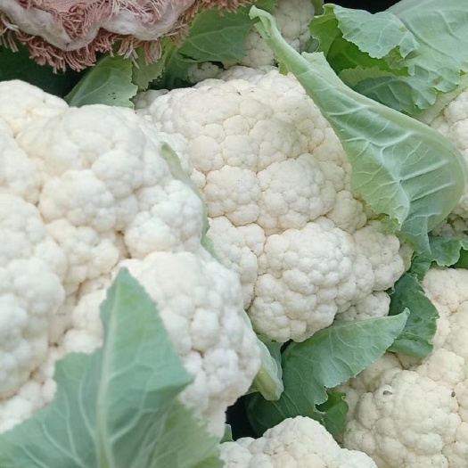 内黄县白花菜花  给我一份信任，还您一个惊喜