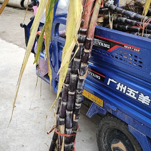 濉溪县 批发甘蔗
