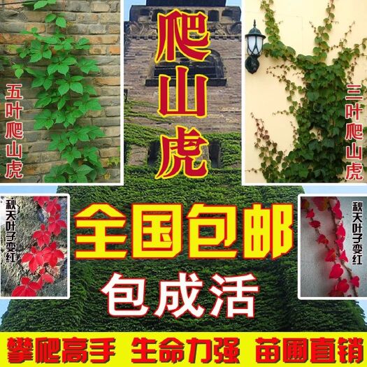 平邑县爬山虎苗！四季变红！现挖保湿发货