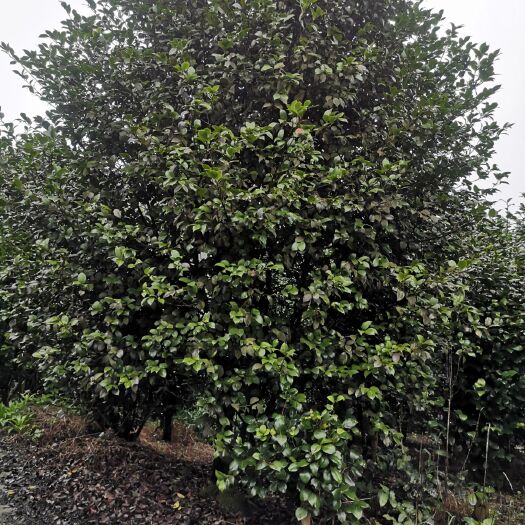 高县 茶花直销，批发。欢迎咨询采购