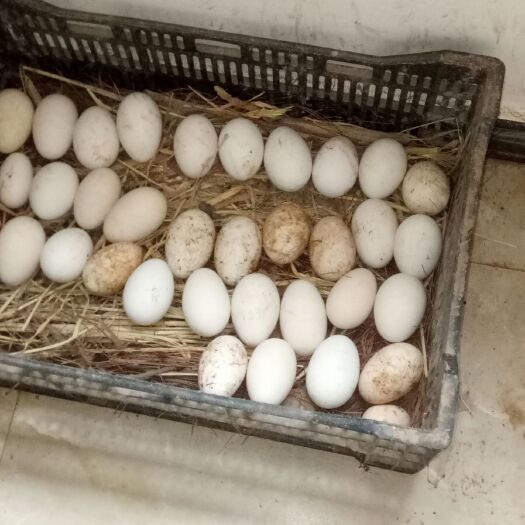 寻甸县 新鲜鹅蛋，食用孵化，受精%95