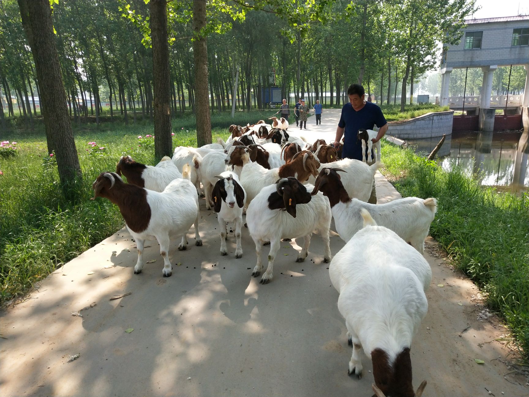 杂交波尔 河南豫东牧业，打造养殖业一流企业，助力每一个养殖户成功