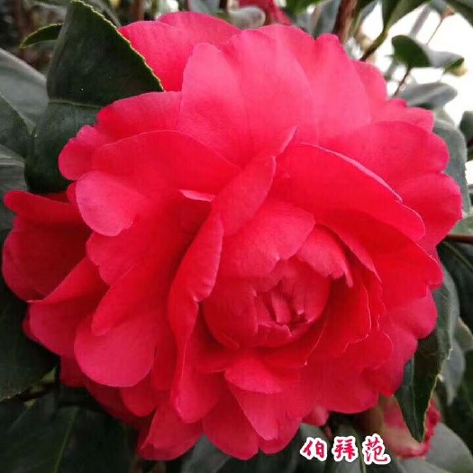 漳平市 名贵品种茶花：伯拜范 含盆高50到70公分左右产地发货