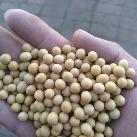 讷河市黄大豆 生大豆 1等品