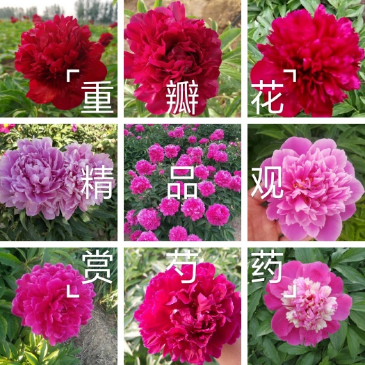 桃花飞雪牡丹  精品观赏芍药，鲜切花品种，几十个品种，保证品种，现要现挖