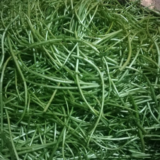 鄱阳县云南蒌蒿 嫩，粗