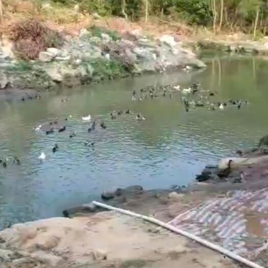 宾阳县土鸭 5-6斤 统货 全散养