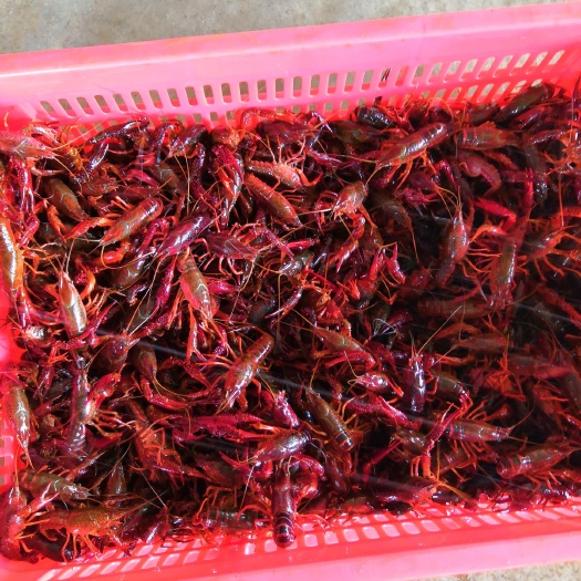 洪湖市龙虾苗  优质湖区深水种虾，母虾已经全部抱卵。